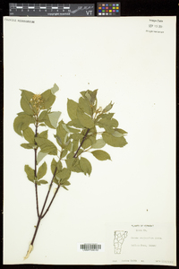 Cornus sericea subsp. sericea image