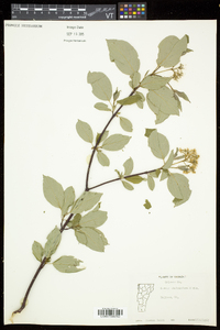 Cornus sericea subsp. sericea image