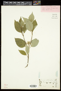 Cornus sericea subsp. sericea image