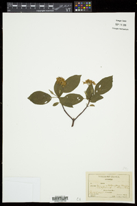 Cornus sericea subsp. sericea image