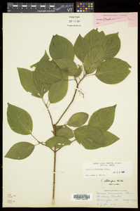 Cornus sericea subsp. sericea image