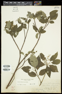 Cornus sericea subsp. sericea image