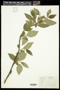 Cornus sericea subsp. sericea image