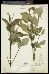 Cornus sericea subsp. sericea image