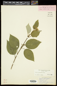 Cornus sericea subsp. sericea image