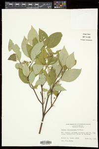 Cornus sericea subsp. sericea image