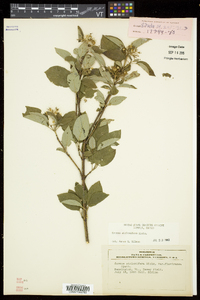 Cornus sericea subsp. sericea image