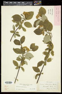 Cornus sericea subsp. sericea image