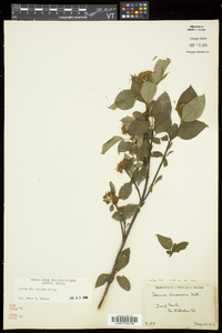 Cornus sericea subsp. sericea image