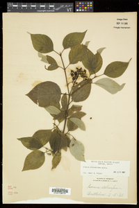 Cornus sericea subsp. sericea image