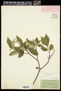 Cornus sericea subsp. sericea image