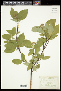 Cornus sericea subsp. sericea image