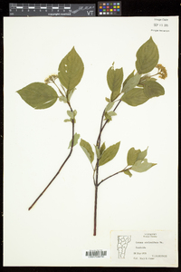 Cornus sericea subsp. sericea image