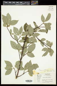 Cornus sericea subsp. sericea image