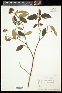 Cornus sericea subsp. sericea image