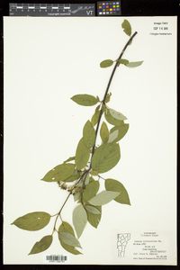 Cornus sericea subsp. sericea image