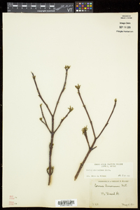 Cornus sericea subsp. sericea image