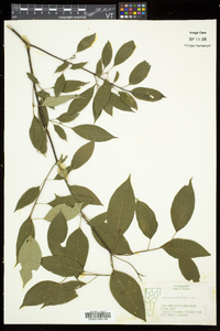 Cornus sericea subsp. sericea image