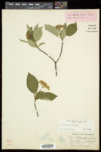 Cornus sericea subsp. sericea image