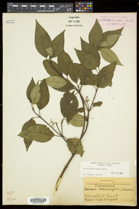 Cornus sericea subsp. sericea image