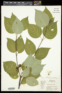 Cornus sericea subsp. sericea image