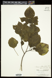 Swida alternifolia image