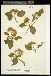 Swida alternifolia image