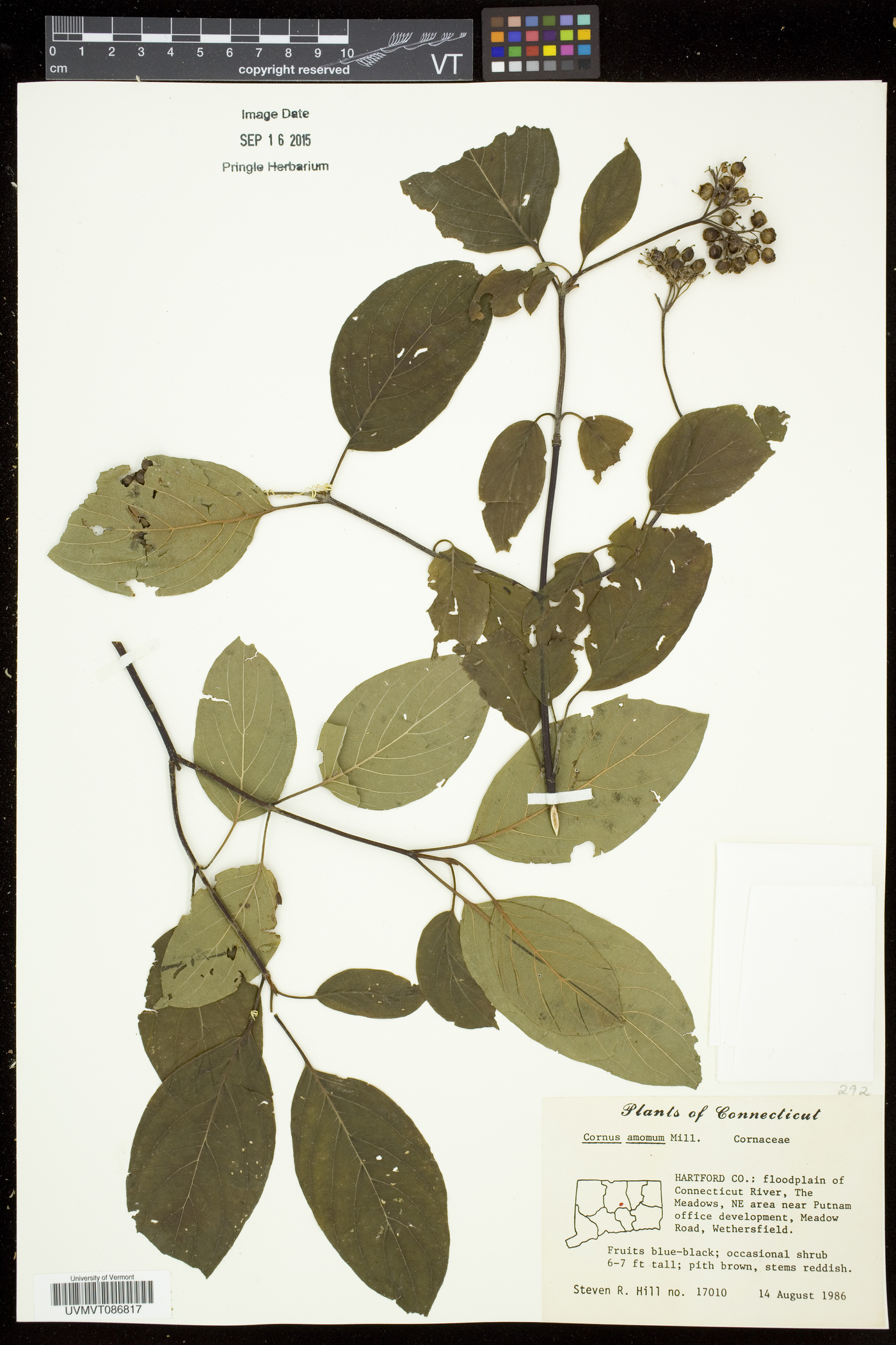 Swida amomum image