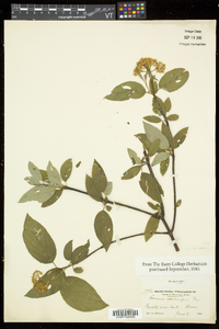 Cornus sericea subsp. sericea image