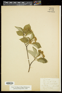 Cornus sericea subsp. sericea image