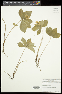 Cornus canadensis image