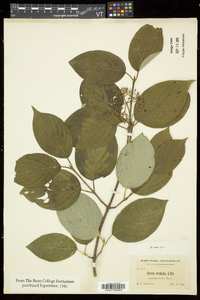 Cornus sericea subsp. sericea image