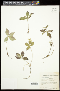 Cornus canadensis image