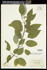 Cornus sericea subsp. sericea image