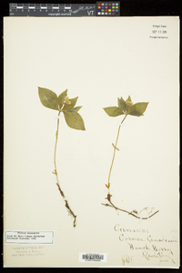 Cornus canadensis image