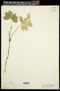 Cornus canadensis image