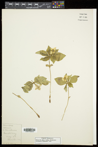 Cornus canadensis image