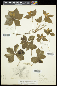 Cornus canadensis image