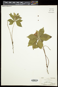 Cornus canadensis image