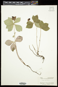 Cornus canadensis image