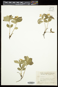 Cornus canadensis image