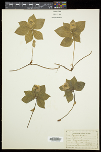 Cornus canadensis image