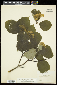 Cornus sericea subsp. sericea image