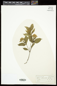 Cornus racemosa image