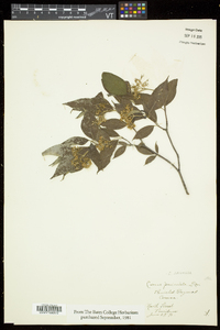 Cornus racemosa image