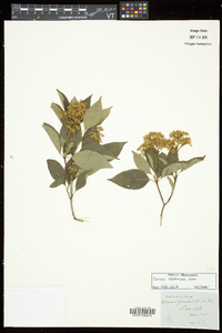 Cornus racemosa image