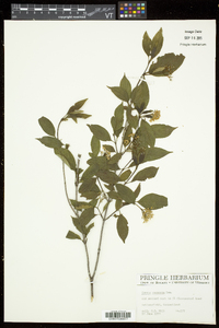 Cornus racemosa image