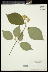 Cornus rugosa image