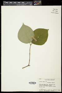 Cornus rugosa image