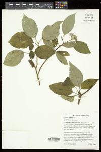 Cornus sericea subsp. sericea image